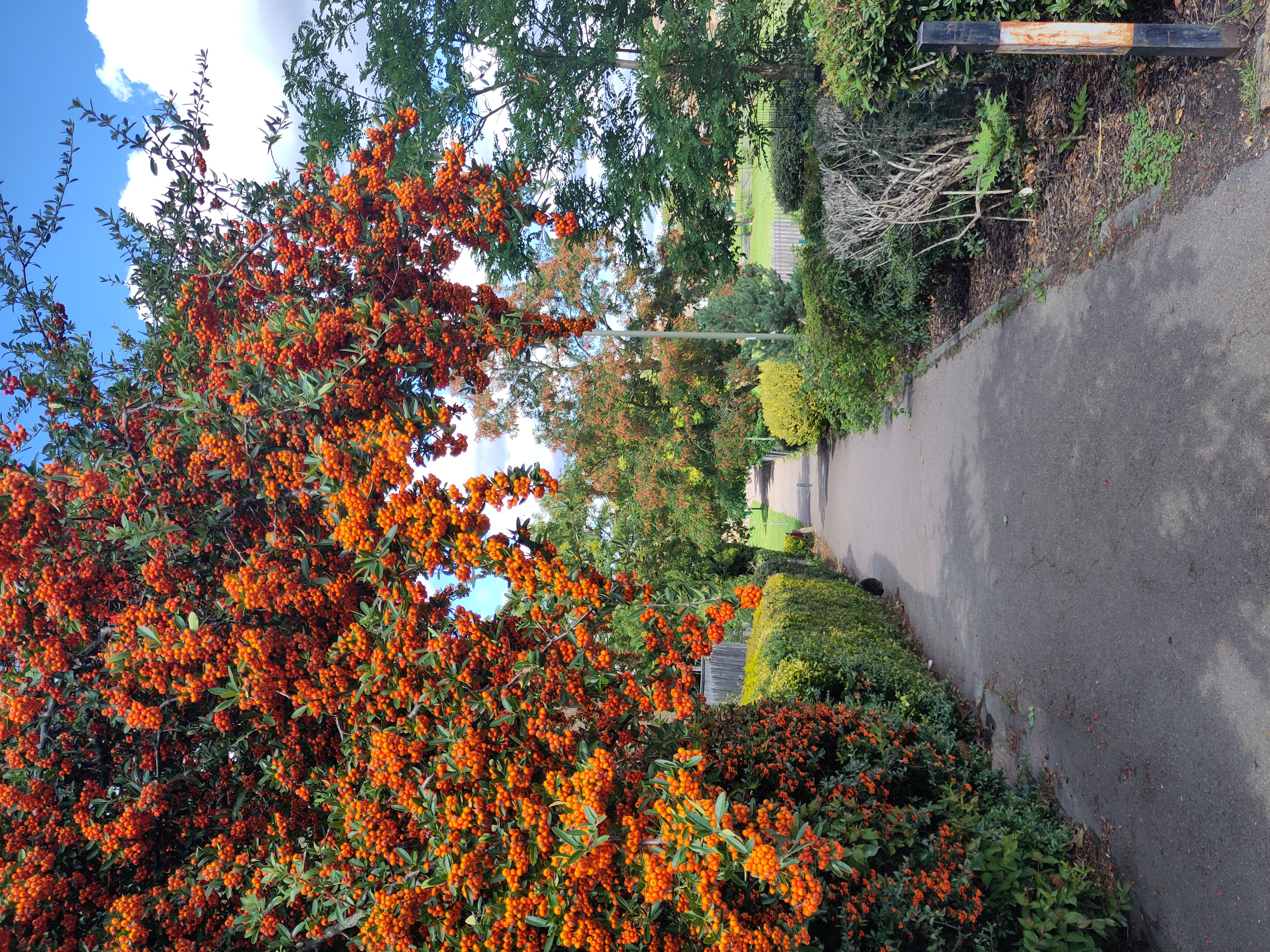 Pathway through green London park during coaching walk