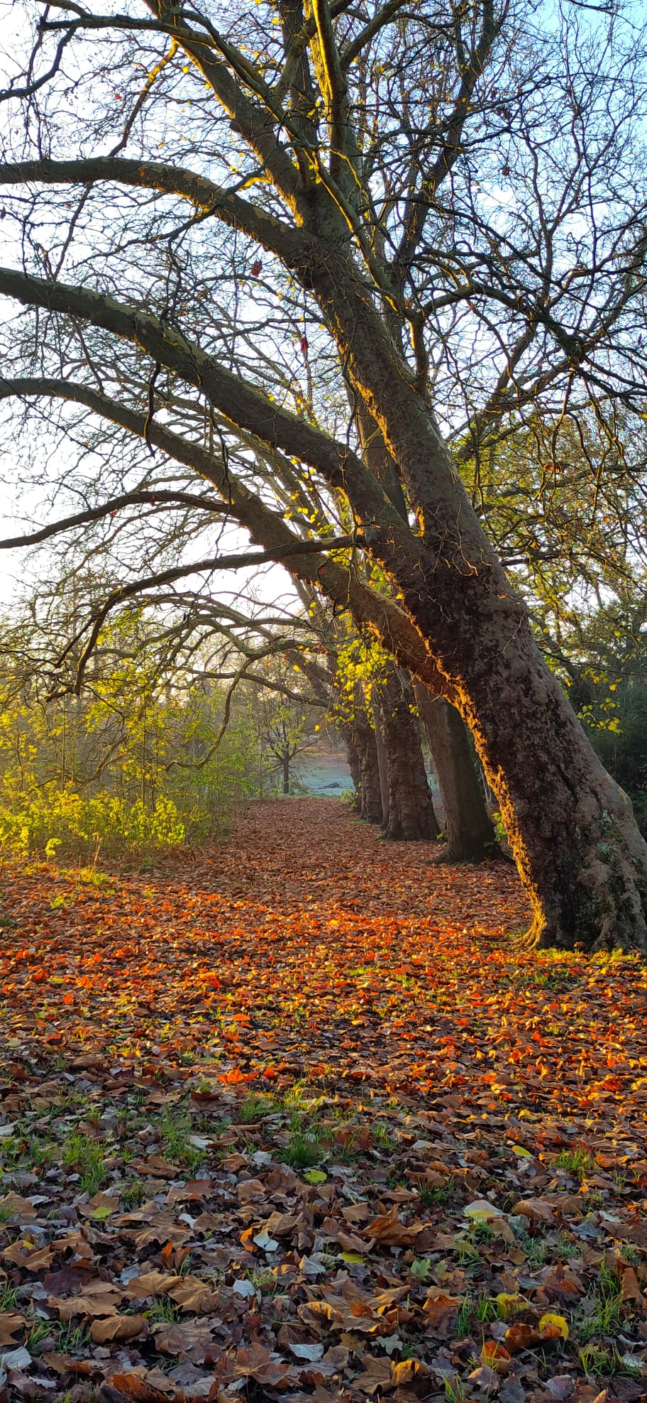 London park in autumn