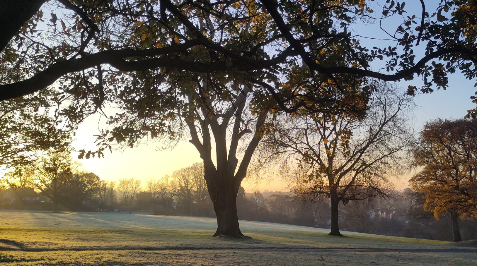 Field with green willow tree in a London park