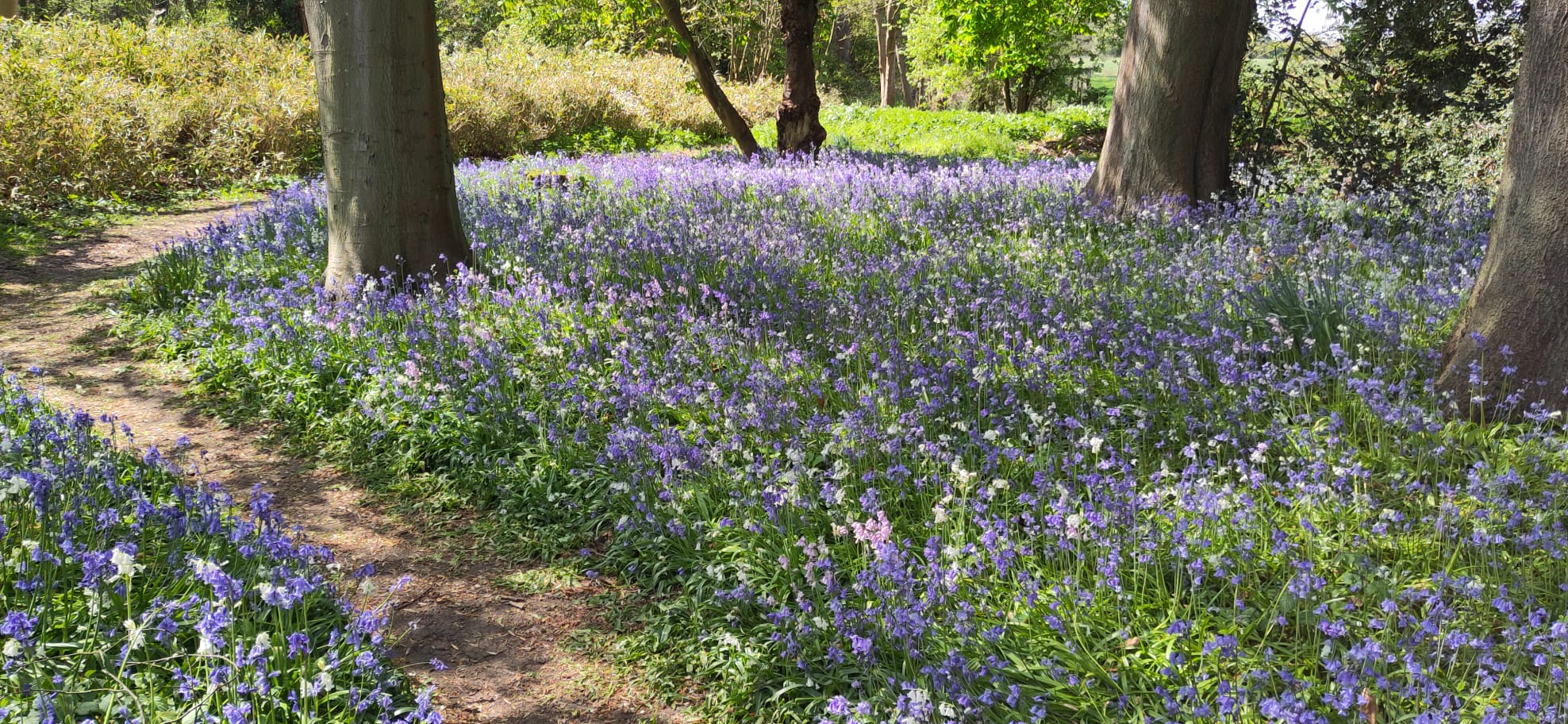 Bluebell flowers in a London green space